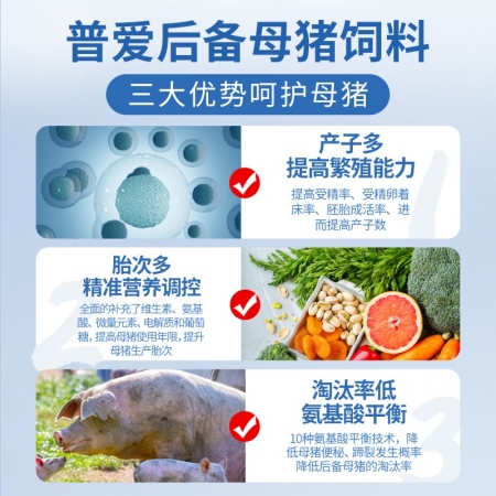 【普吉后备12】12%后备母猪浓缩饲料 40斤/袋 母猪料 浓缩料