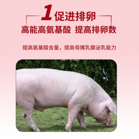 【金昊圆-金妈妈】4%后备母猪复合预混料 40斤/袋猪饲料规模猪场用