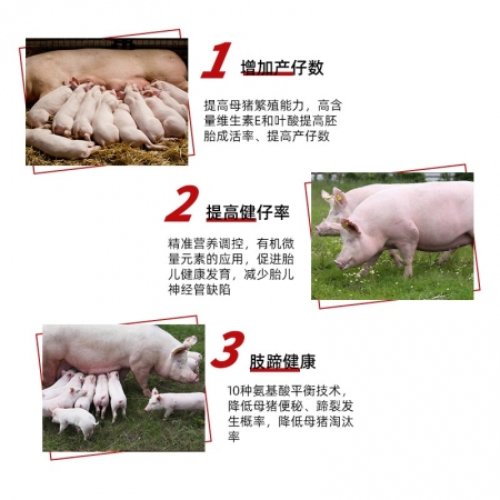 【金昊圆-金妈妈】4%妊娠母猪预混料饲料 妊娠料怀孕料阶段使用