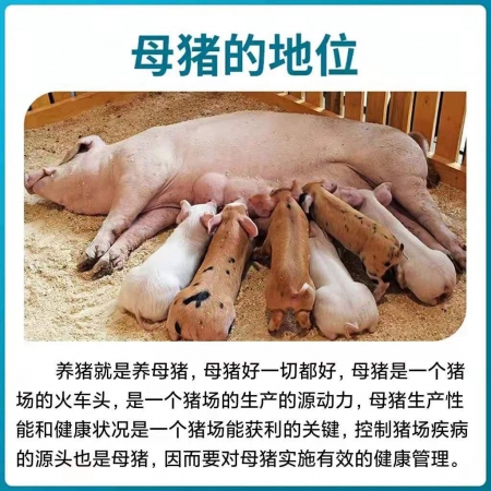 【德信千合】母猪保健全能包套餐 提高母畜繁殖性能 净化内毒素 提高养殖效益