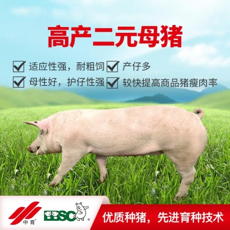 [中育] 高产二元母猪（50公斤3500元/头起）