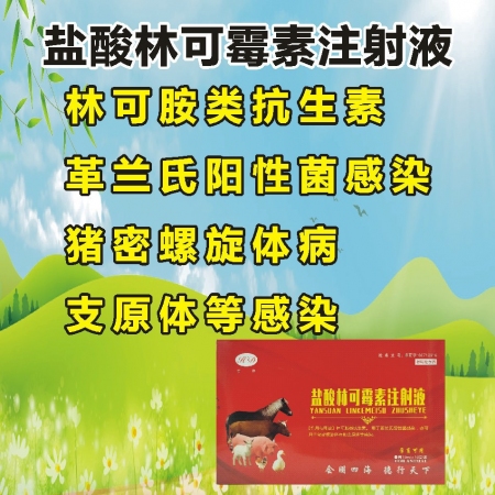 【会德】盐酸林可霉素注射液 母猪产后保健 子宫炎 产后消炎 关节炎 搭配鱼腥草 ...