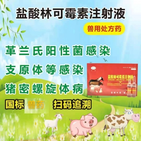 【会德】盐酸林可霉素注射液 母猪产后保健 子宫炎 产后消炎 关节炎 搭配鱼腥草 头孢