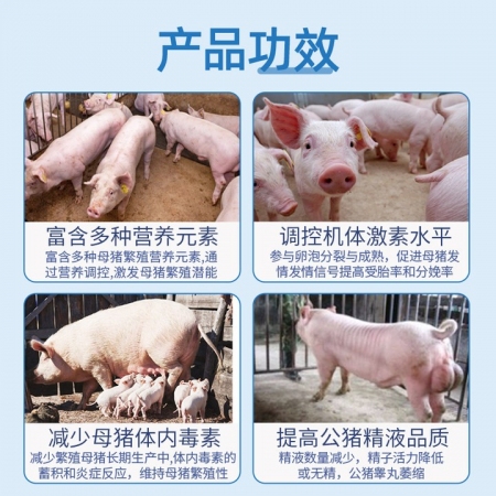 【丹美旺】  提高母猪发情  改善公猪精液质量