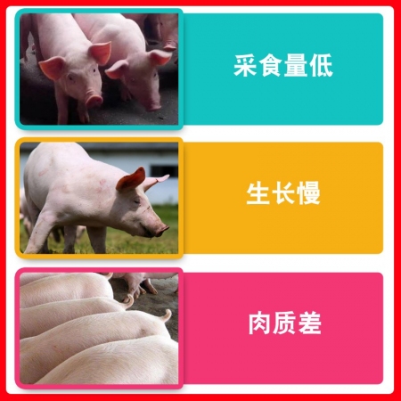 【中美普克】4%中猪复合预混料 育肥猪生长育肥前期用料催肥猪饲料肥猪预混料猪场用