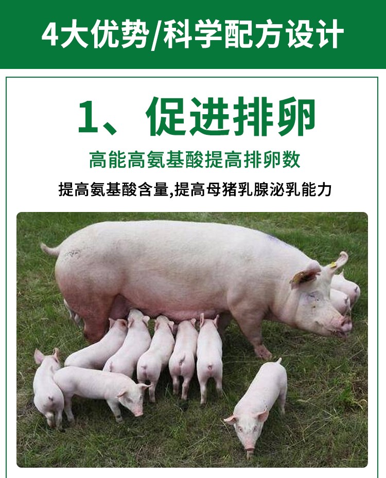 【元宵大促】4%后备母猪预混合饲料 高蛋白维生素E猪妈妈的选择