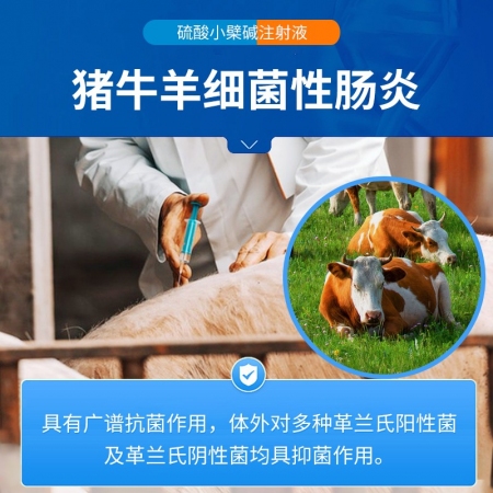 【中龍神力】硫酸小檗堿注射液獸藥止痢腹瀉腸炎豬牛羊藥紅痢獸用