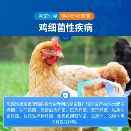 【中龍神力】恩諾沙星可溶性粉 100g/袋 副豬、鏈球菌、關節腫大，痢疾國標可追溯