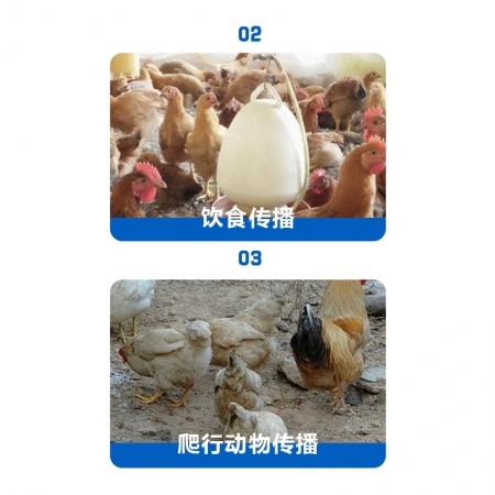 獸用鹽酸氨丙啉磺胺喹噁啉鈉可溶性粉球蟲雞鴨鵝兔球蟲病國標正品