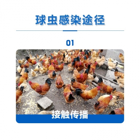 獸用鹽酸氨丙啉磺胺喹噁啉鈉可溶性粉球蟲雞鴨鵝兔球蟲病國標正品