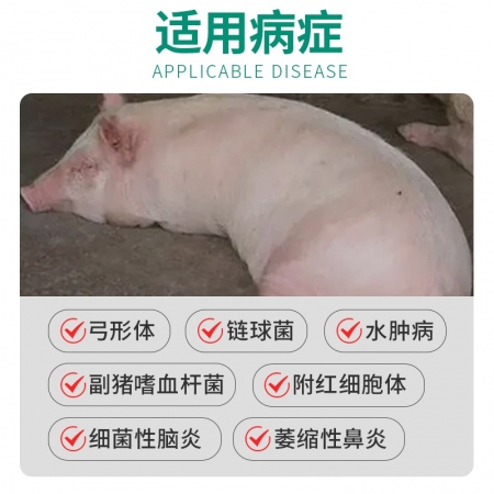 【回盛生物】紅附特 復(fù)方磺胺間甲氧嘧啶鈉注射液50ml 治療鏈球菌腦炎副豬弓形體