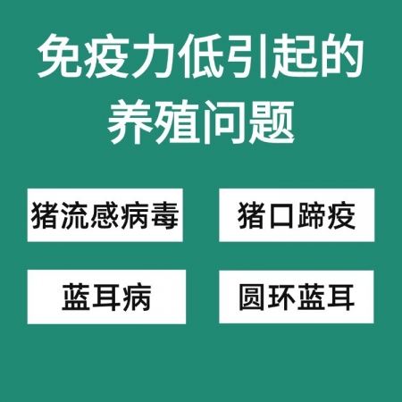 【九牧扬】黄芪多糖粉1000g 促生长提高免疫力母猪保健多维生素 提高产能 黄芪粗提物