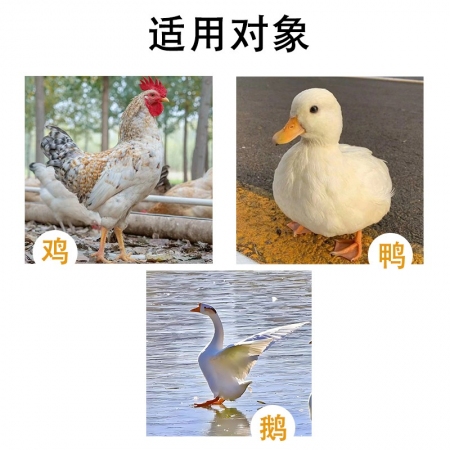 【盛世騰龍】溫獨清雞鴨鵝家禽用獸用增強免疫養(yǎng)殖場常備飼料添加劑養(yǎng)雞養(yǎng)殖