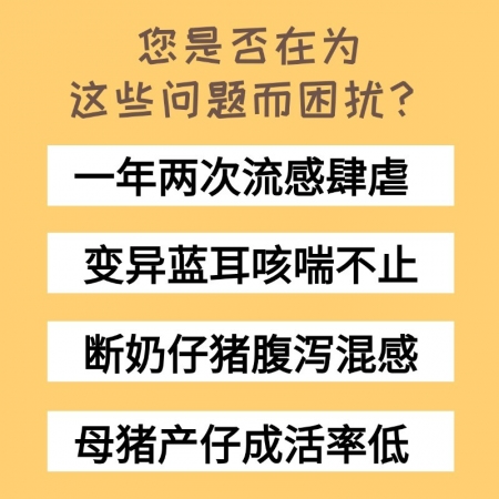 【盛世騰龍】藍(lán)圓非凈獸用母豬仔豬豬場飼料添加劑