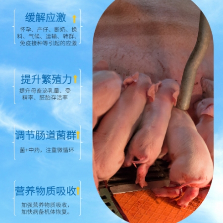 【西默农】壮母维生元500g 母猪多种维生素 抗应激增免疫提升母猪繁殖性能