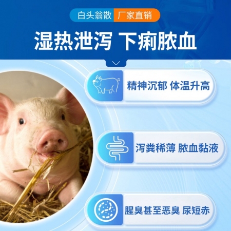 【中龍神力】白頭翁散 500g 獸藥獸用止痢散大腸桿菌豬雞用拉稀止痢黃白痢中藥