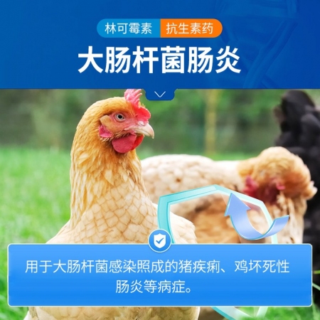 【中龍神力】鹽酸林可霉素可溶性粉 獸藥豬藥雞藥禽支原體呼吸道腸道可溶性粉