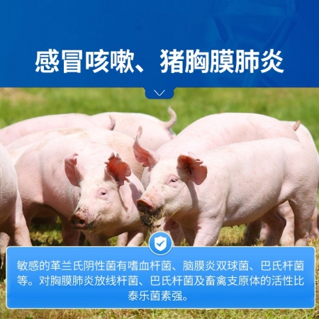 【中龍神力】20%替米考星預混劑 獸藥支原體感染 胸膜肺炎 巴氏桿菌 