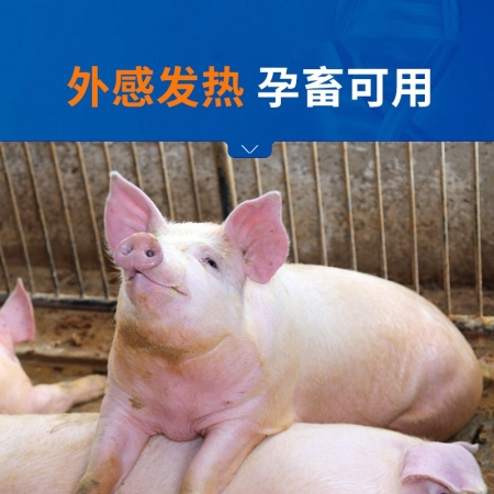 【中龍神力】銀柴注射液獸用豬牛羊用清熱抗病毒口炎蹄潰爛正品