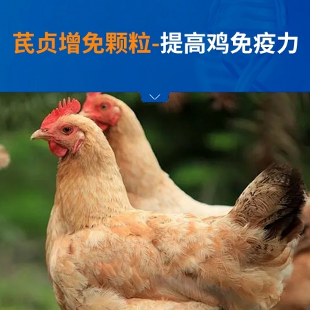 【中龍神力】芪貞增免顆粒獸用雞鴨鵝鴿子用滋補肝腎增強免疫力豬牛羊黃芪多糖