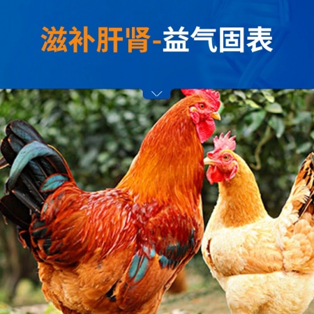 【中龍神力】芪貞增免顆粒獸用雞鴨鵝鴿子用滋補肝腎增強免疫力豬牛羊黃芪多糖