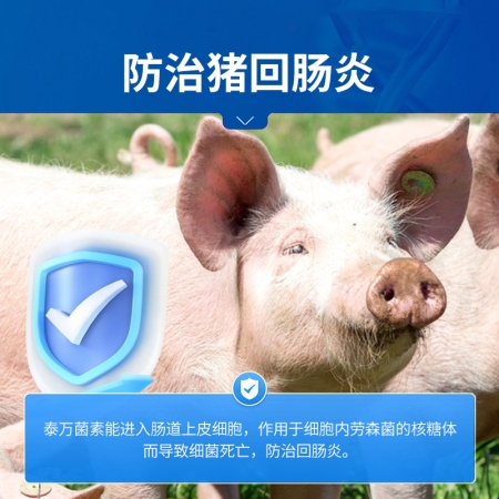 【中龍神力】酒石酸泰萬菌素預混劑豬藍耳圓環回腸炎雞支原體用藥