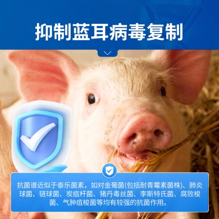 【中龍神力】酒石酸泰萬菌素預混劑豬藍耳圓環回腸炎雞支原體用藥