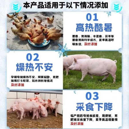 【宜生源】冰爽：藿香粗提物藿香薄荷散用于解暑降溫母豬熱應激肥豬高溫氣喘清涼一夏解暑消暑散VC粉抗應激