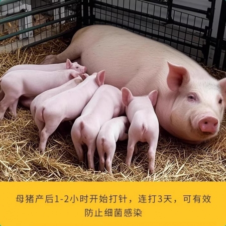 注射用頭孢噻呋鈉1g裝10瓶 抗菌消炎 治療呼吸道感染胸膜肺炎孕畜可用