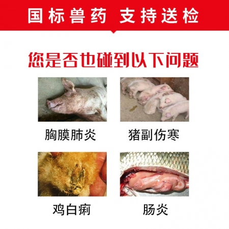 【開揚(yáng)】20%氟苯尼考可溶性粉100g 豬肺疫  傳染性胸膜肺炎 腸炎腹瀉 呼吸道腸道疾病 獸用氟苯