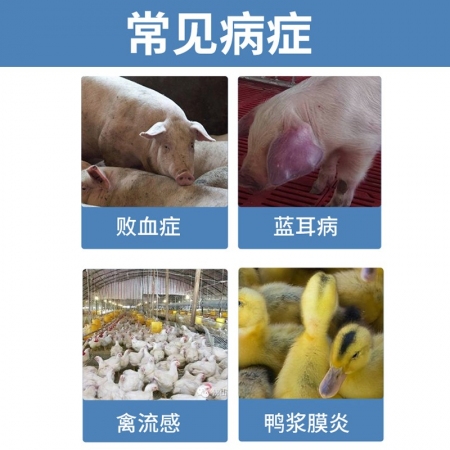 【正格農牧】育隆獸用禽畜風寒感冒組合藥豬雞牛羊感冒雞鴨發燒流感消炎獸藥