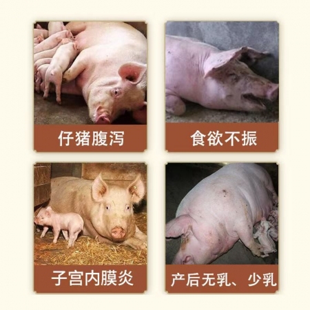 【正格農牧 】育隆母豬專用保健藥品套餐產前補氣血產后調理保健仔豬生長發育好