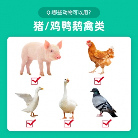 回盛生物 10%鹽酸林可霉素獸用可溶性粉豬藥雞禽支原體呼吸道獸藥