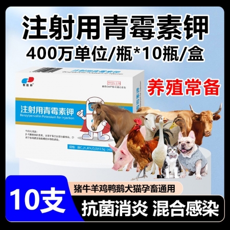 獸用青霉素獸藥注射用青霉素鉀400萬青霉素豬牛羊用貓狗抗菌消炎