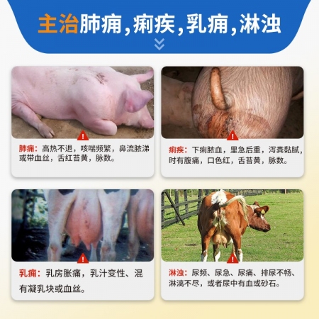 【豬大夫】魚腥草注射液 母豬產后保健 子宮內膜炎 乳房炎 呼吸道疾病