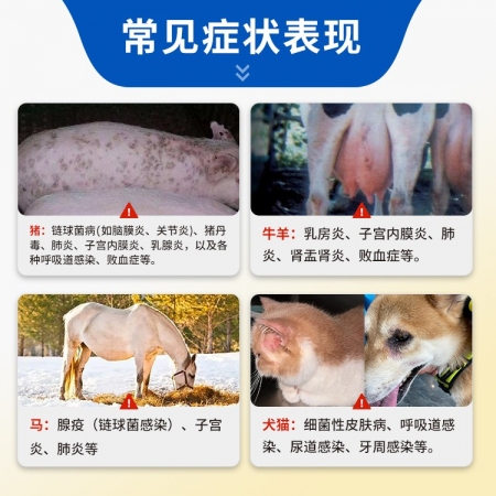 【豬大夫】160萬單位注射用青霉素鉀 獸用 豬牛羊雞鴨貓狗消炎藥