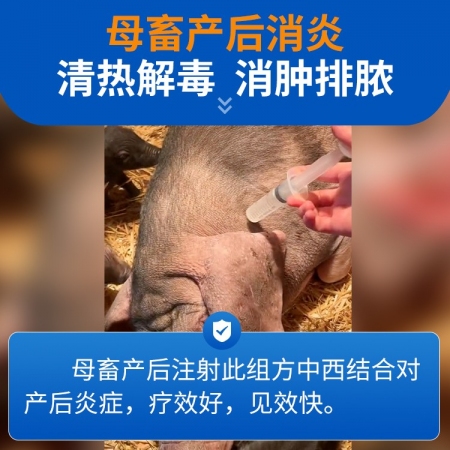 【豬大夫】魚腥草注射液 母豬產后保健 子宮內膜炎 乳房炎 呼吸道疾病