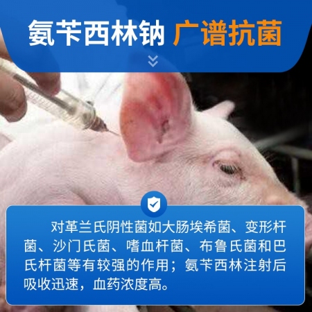 【豬大夫】注射用氨芐西林鈉0.5g 獸用 豬牛羊雞用拉稀大腸桿菌
