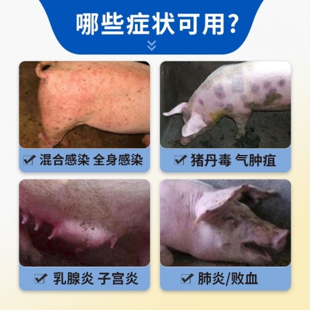 【豬大夫】400萬單位注射用青霉素鈉 獸用 豬馬牛羊雞鴨貓狗消炎