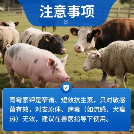 【豬大夫】400萬單位注射用青霉素鉀 獸用 豬馬牛羊雞鴨貓狗消炎