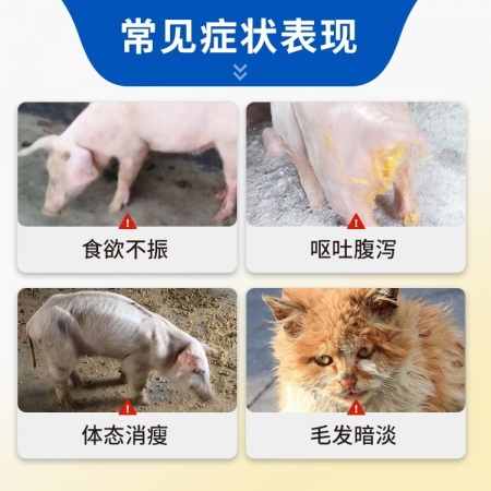 【豬大夫】100片吡喹酮片 獸用 畜禽蠕蟲吸血蟲絳蟲囊尾蚴病