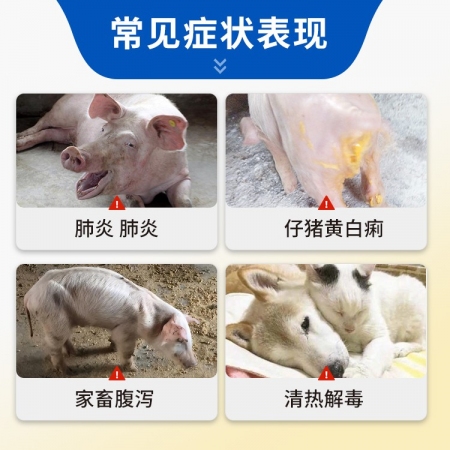 【豬大夫】穿心蓮注射液 病毒性腹瀉腸炎拉肚子仔豬黃白痢清熱解毒咳嗽抗病毒豬瘟