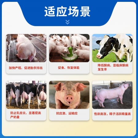 【猪大夫】复方布他磷注射液 抗应激促生长母猪产后恢复病后体能提升 猪牛羊禽通用 源自科特壮同成分