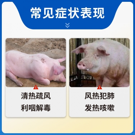 【豬大夫】銀黃提取物注射液 解熱退燒退熱消炎抗病毒流感呼吸道感染金銀花黃芩