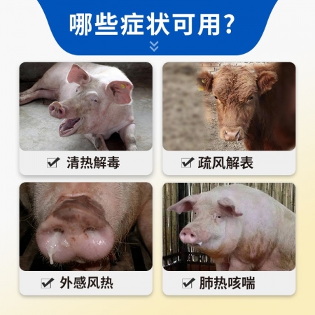 【猪大夫】双黄连注射液兽药 清热解毒，肺热咳喘，风热感冒，孕畜可用