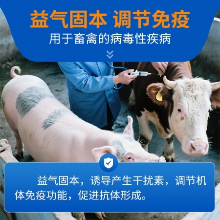 【豬大夫】黃芪多糖注射液 可稀釋頭孢 抗病毒 增強抵抗力 抗感染 產前不吃