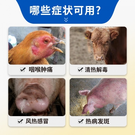 【豬大夫】板青顆粒500g 獸用 豬牛羊雞呼吸道清熱解毒感冒咳嗽