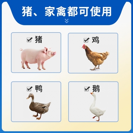 【豬大夫】10%阿莫西林可溶性粉 豬雞牛羊通用 主治呼吸道腸道感染 孕畜可用 飲水方便