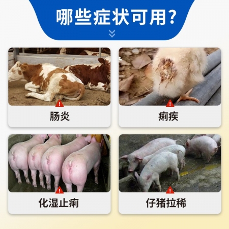 【猪大夫】杨树花口服液  主治小猪仔猪拉稀腹泻肠炎痢疾水泻毒痢黄白痢吃奶猪受凉应激拉稀腹等