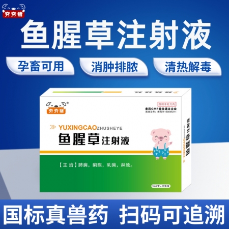 【夯夯豬】魚腥草注射液 母豬產后康復 子宮炎 乳房炎 清熱解毒 稀釋頭孢